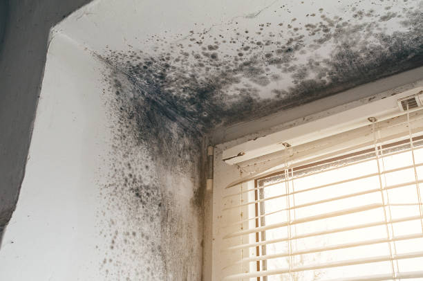 Affordable Crawl Space Mold Removal solutions in Greenville, GA